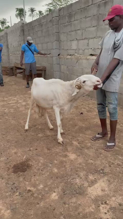 Ram - 025