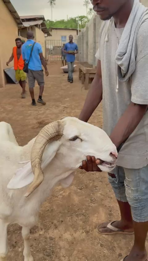 Ram - 021
