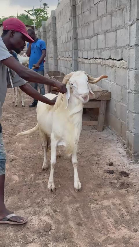 Ram - 016