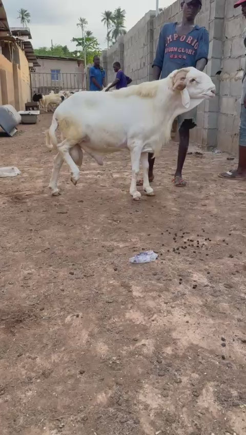 Ram - 020