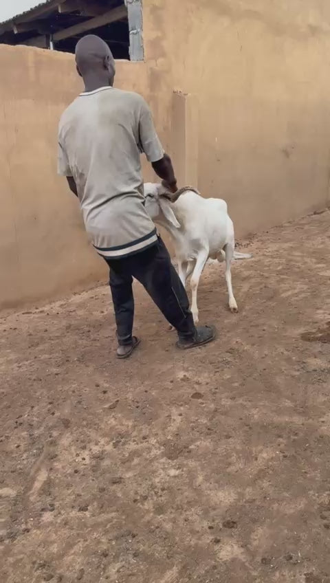 Ram - 033