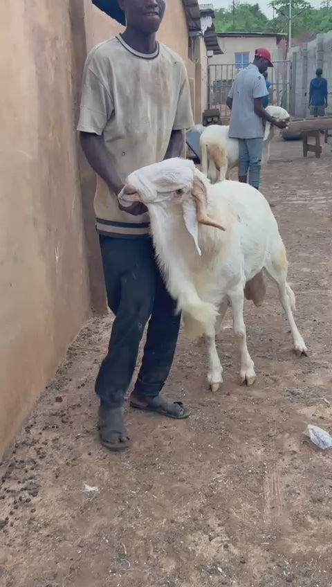 Ram - 009