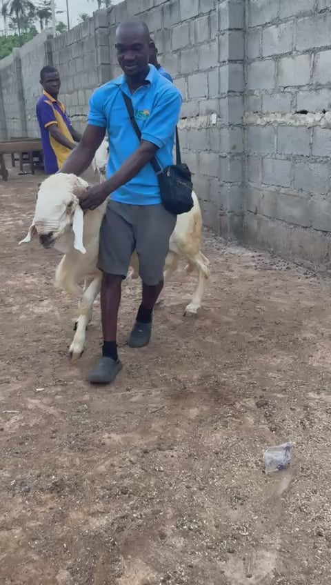 Ram - 008