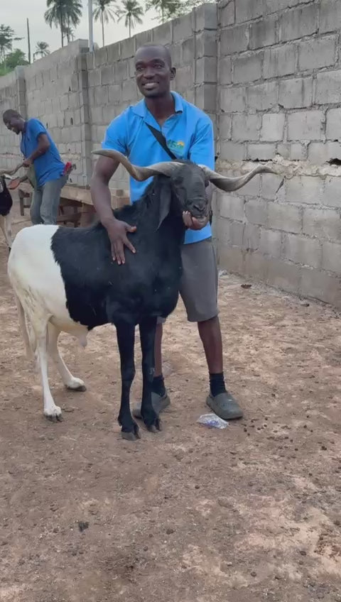 Ram - 018