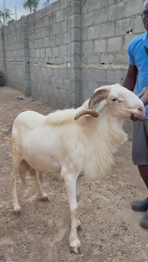 Ram - 011